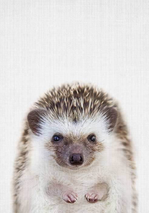 hedgehog